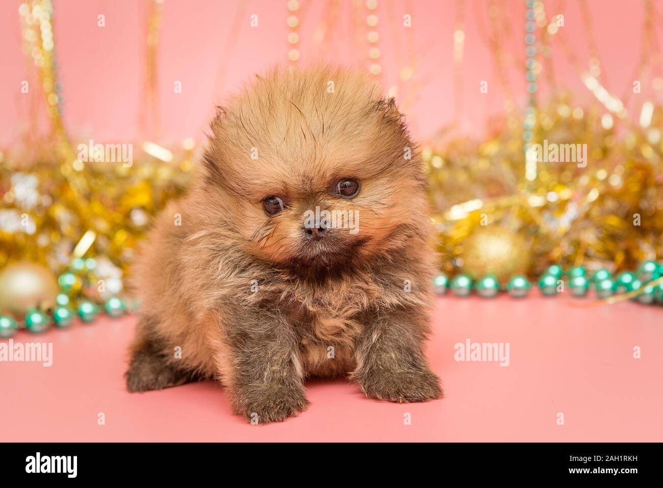 Pequeño cachorro de Pomerania (1 mes) en el fondo de las decoraciones de  Navidad Fotografía de stock - Alamy