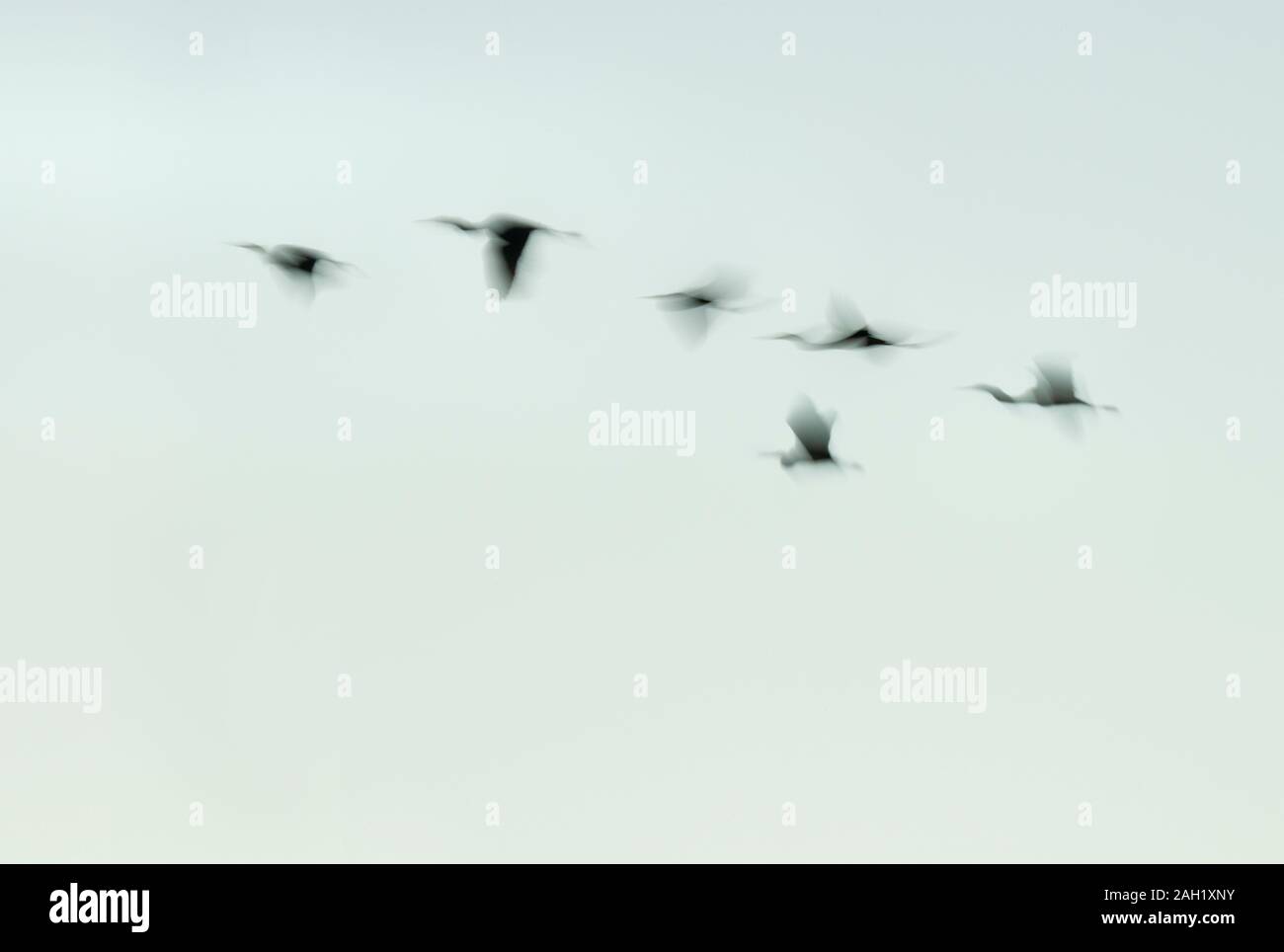 Desenfoque de movimiento de aves zancudas en vuelo Foto de stock