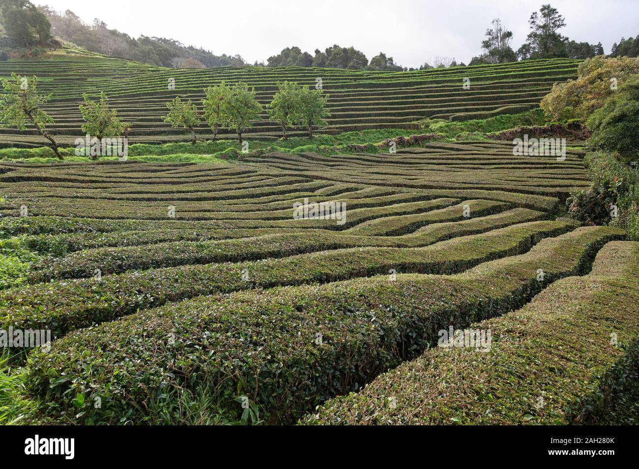 Filas de plantas de té en la plantación de té Gorreana y fábrica en la isla de Sao Miguel en las Azores. Foto de stock