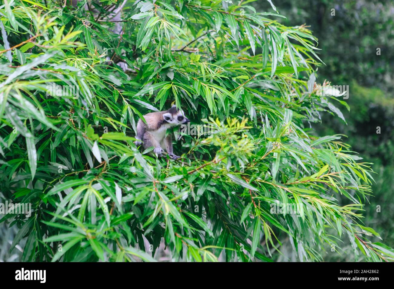Follaje Tela Tropical de Vida Silvestre-vegetación Elefante Tigre Jirafa