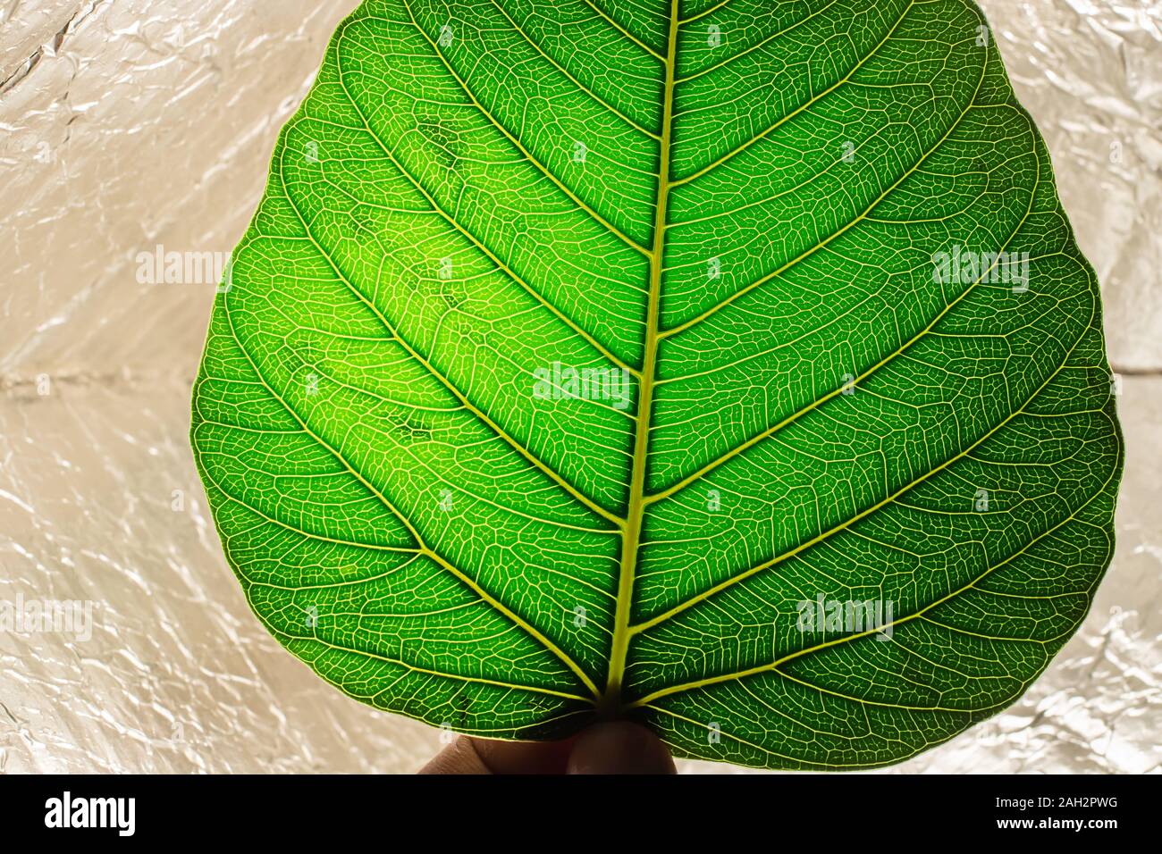 Cerca de la sagrada hoja de higuera (Ficus religiosa) aislado sobre