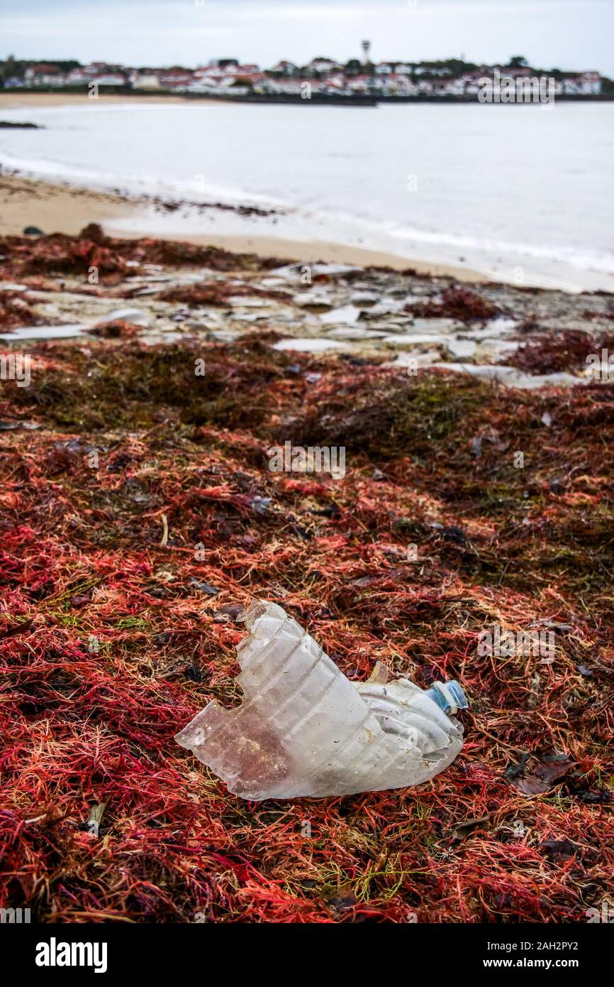 Botella de plástico colocando entre las algas rojas, la playa de Socoa, Pays Basque, Pirineos Atlánticos, Francia Foto de stock