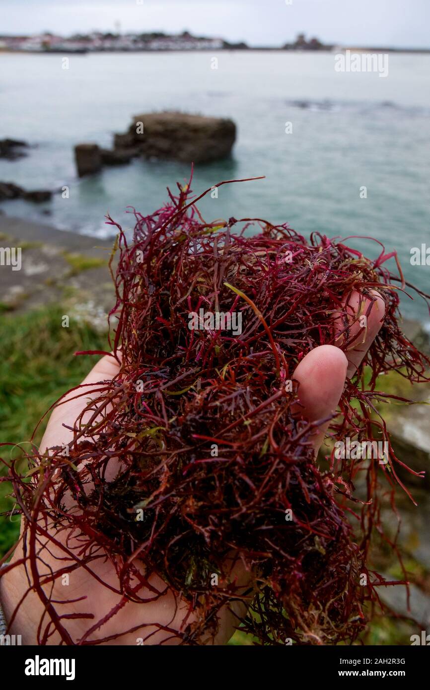 Gelidium Sesquipedale, algas rojas, la playa de Socoa, Pays Basque, Pirineos Atlánticos, Francia Foto de stock