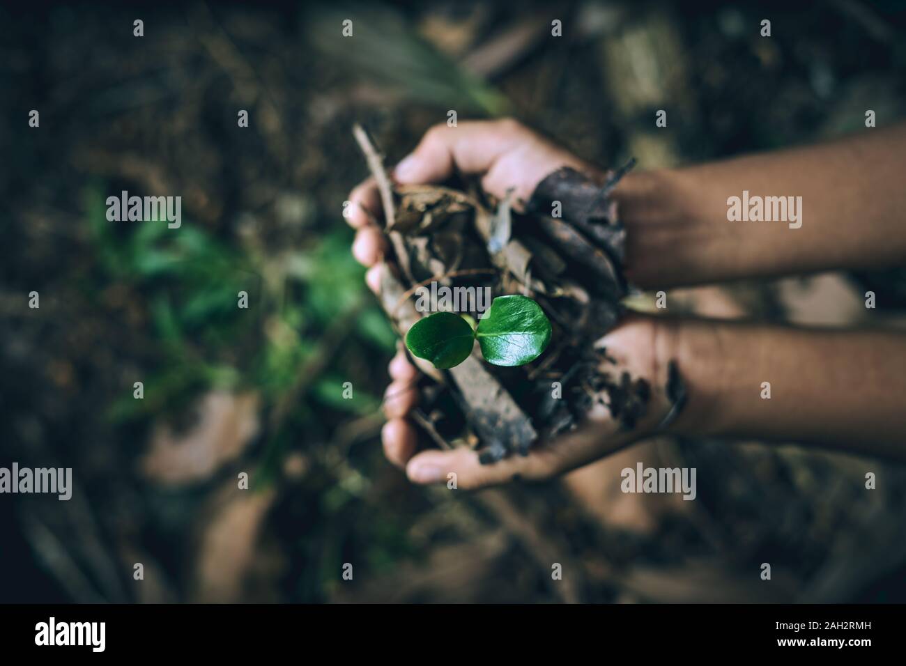 Chico manos sosteniendo los árboles jóvenes para plantar para reducir el calentamiento global, la conservación de los bosques Foto de stock