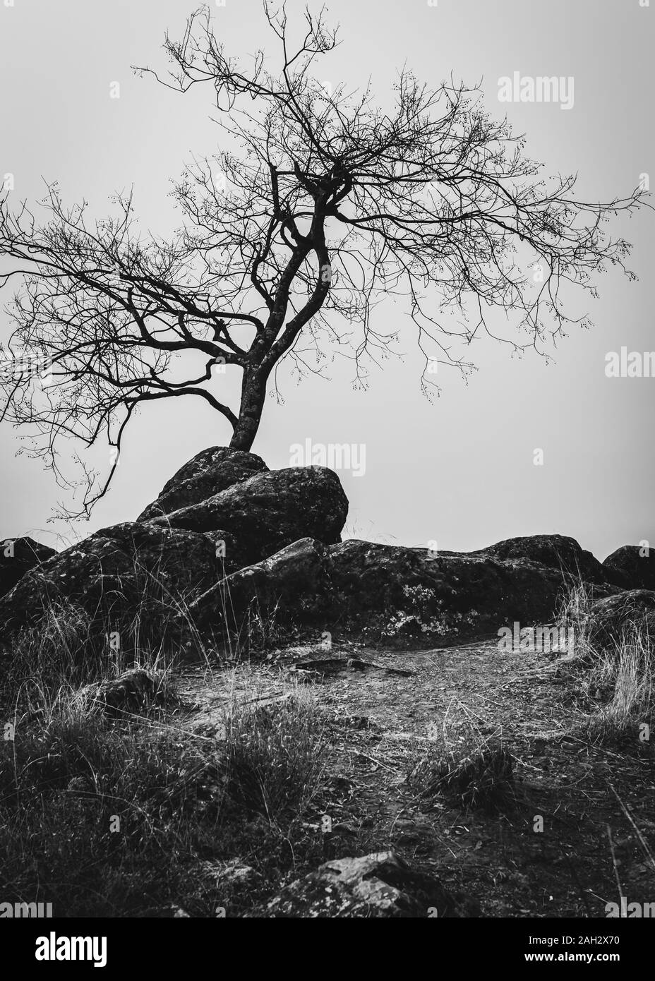 Un árbol estéril en la cima de una pequeña colina. Paisaje blanco y negro Foto de stock