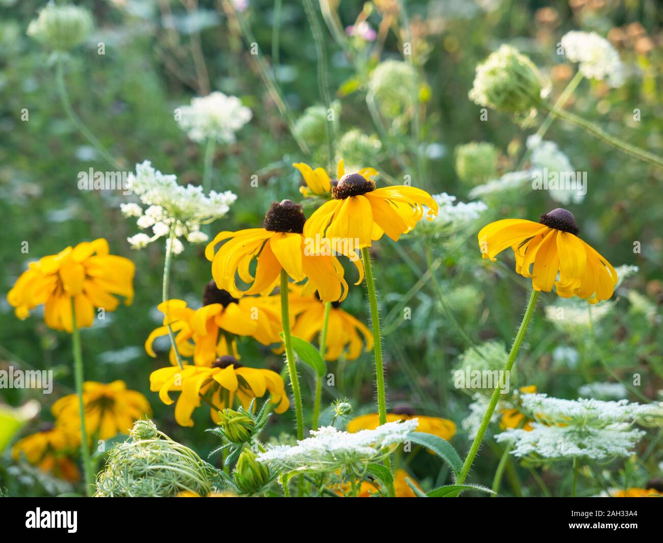 Rudbeckia y zanahoria silvestre Foto de stock