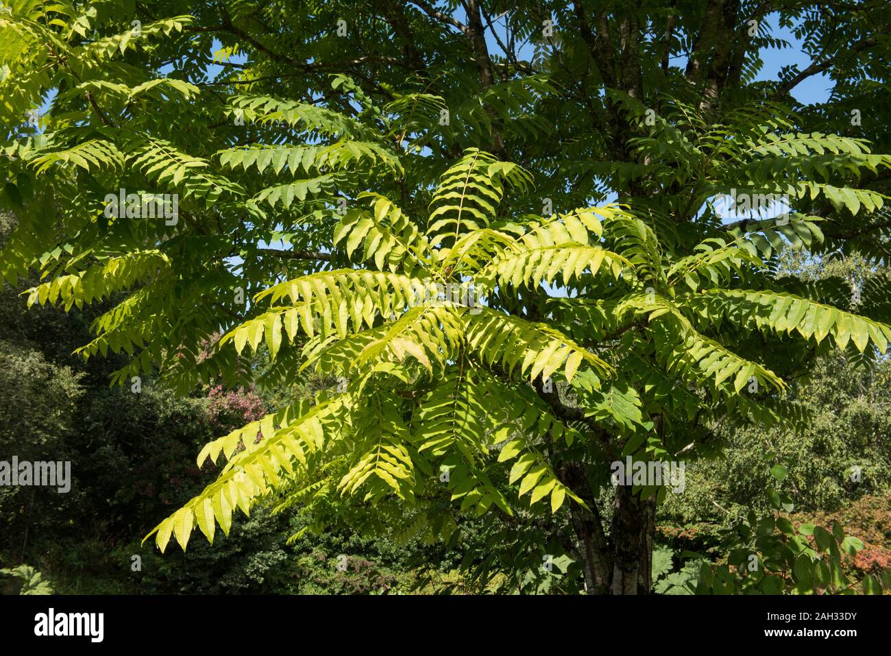 Caoba Chino, Chino Toon Toon árbol caducifolio o Rojo (Toona sinensis) por un lago en un jardín de Rosemoor en la zona rural de Devon, Inglaterra, Reino Unido. Foto de stock