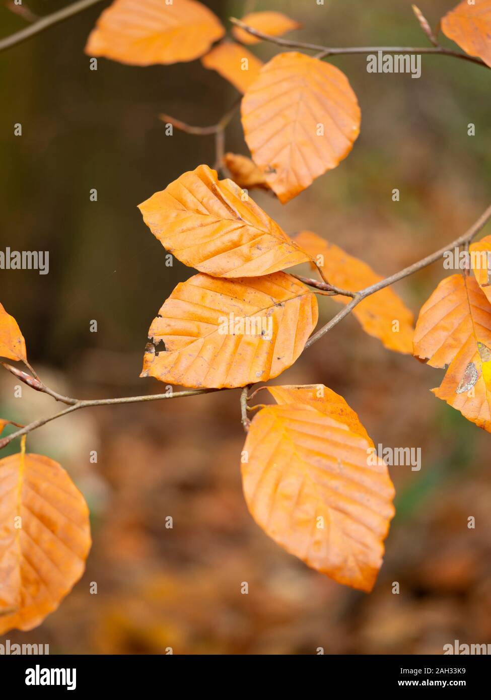 Escena de bosque de otoño. Foto de stock