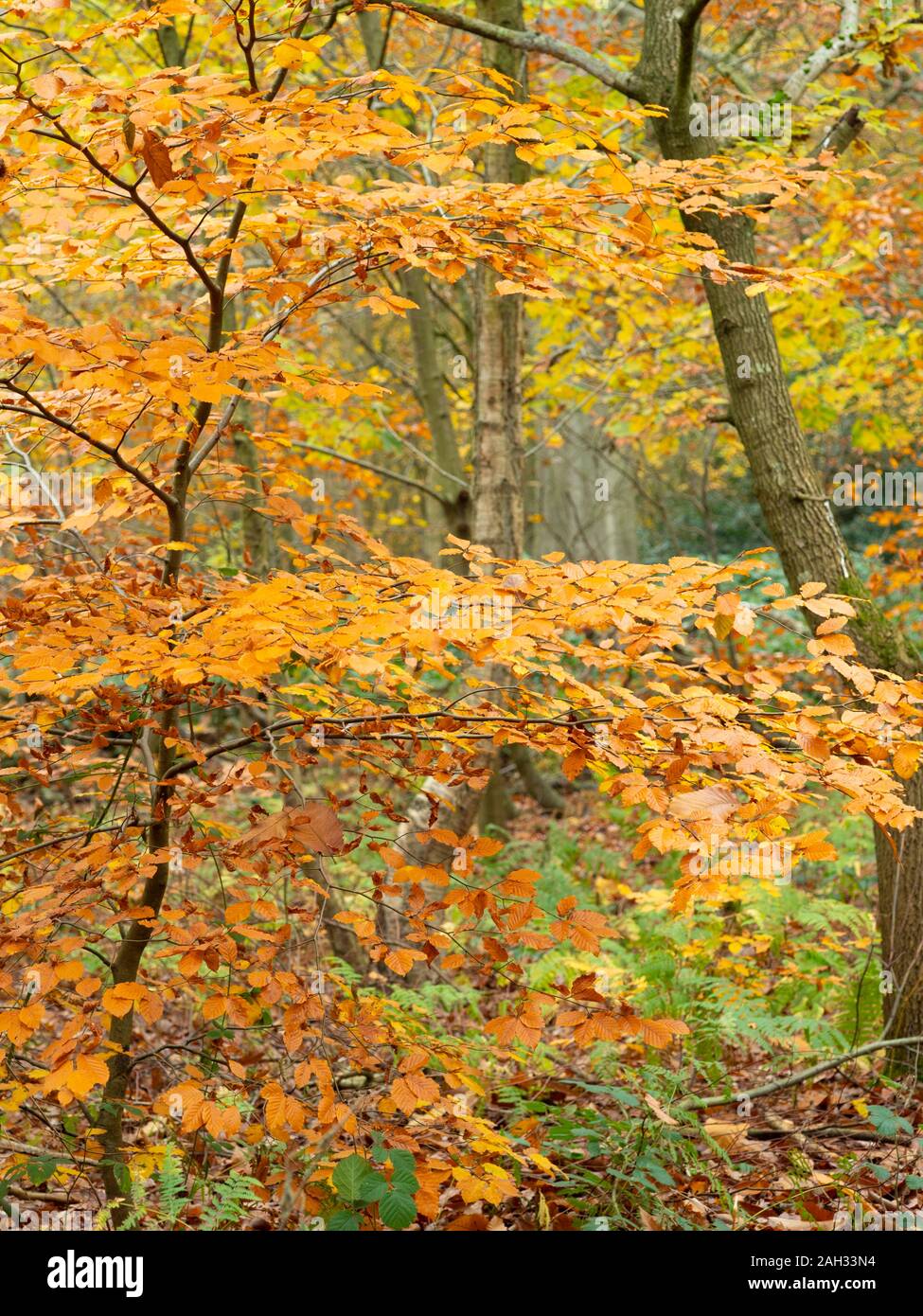 Escena de bosque de otoño. Foto de stock