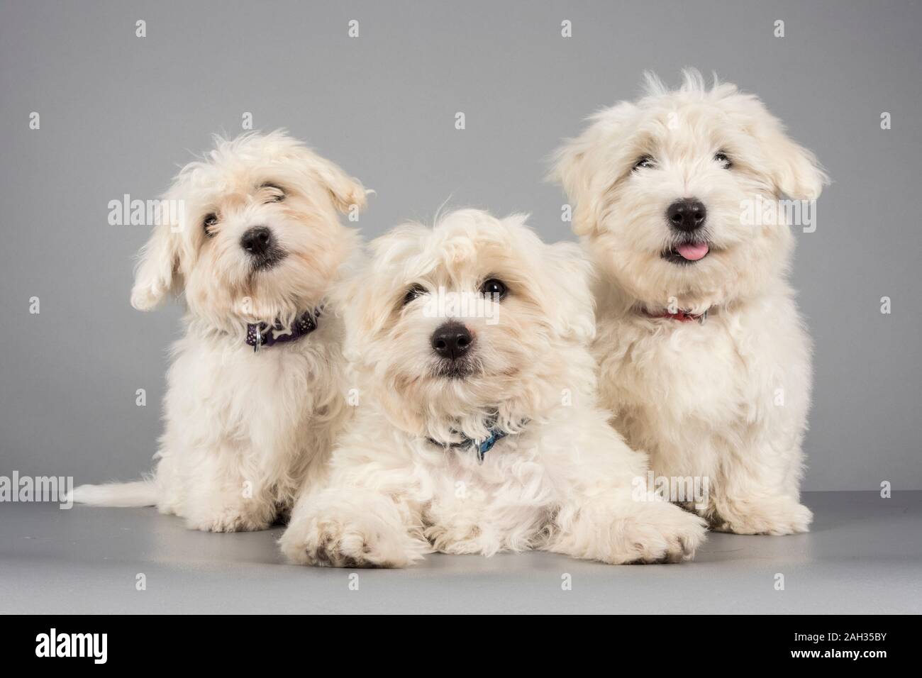 Cachorros Cton de Tulear (12 semanas) , fotografiados en el Reino Unido Foto de stock