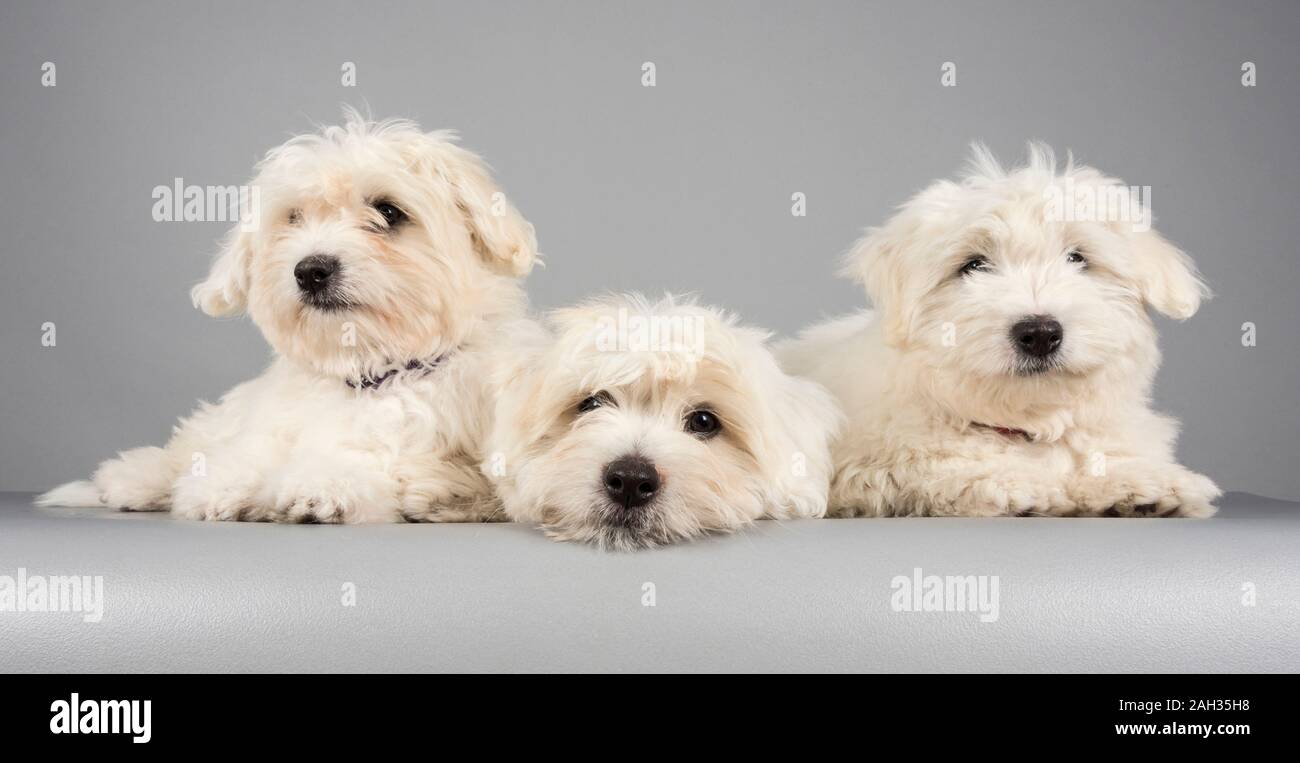 Cachorros Cton de Tulear (12 semanas) , fotografiados en el Reino Unido Foto de stock