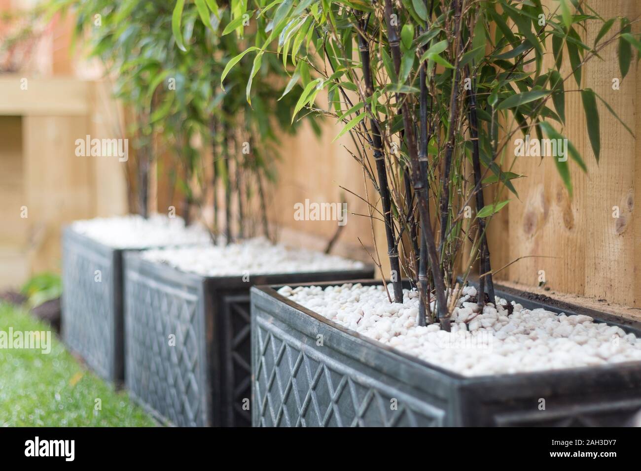 Se plantaron en macetas de bambú moderno contemporáneo Fotografía de stock  - Alamy