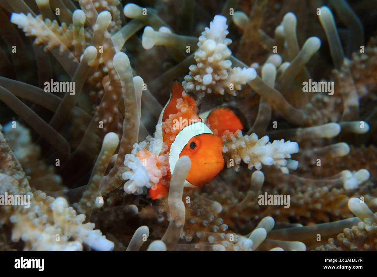 Una doble exposición de un disparo (Oeste de pez payaso (amphiprion ocellaris, falsa Percula pez payaso pez payaso) y una coral, Panglao, Filipinas Foto de stock