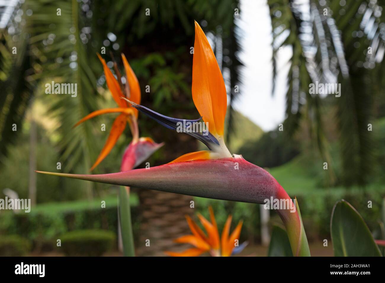 El Ave del Paraíso Flor, o Strelitzia reginae, en un jardín botánico en la  isla de Sao Miguel en las Azores Fotografía de stock - Alamy