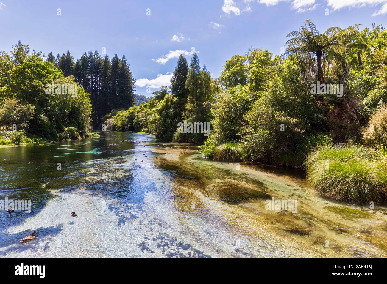 Nueva Zelanda, en Oceanía, en la Isla del Norte, Rotorua, Hamurana Springs Reserva Natural, Hamurana stream Foto de stock