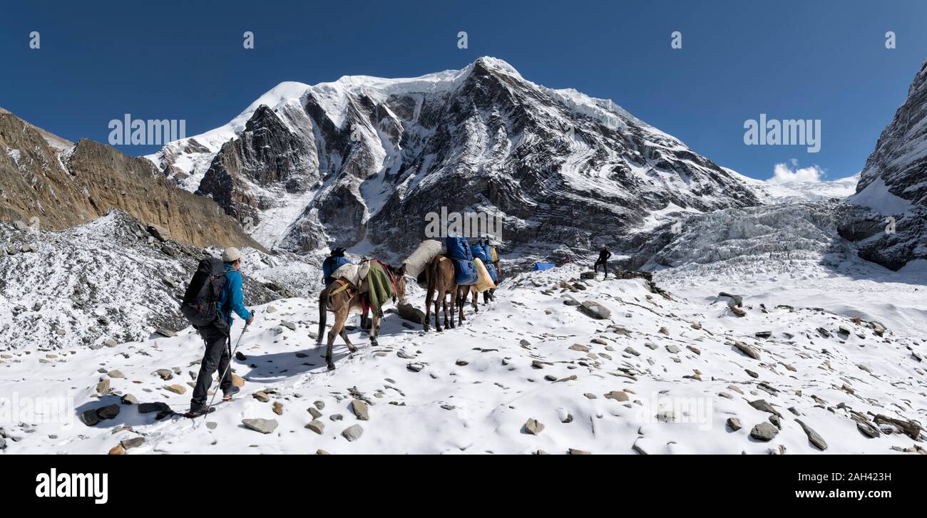 Grupo de senderismo con pack animales en Chonbarden Glaciar, Tukuche Peak, Dhaulagiri Circuito Trek, Himalaya, Nepal Foto de stock