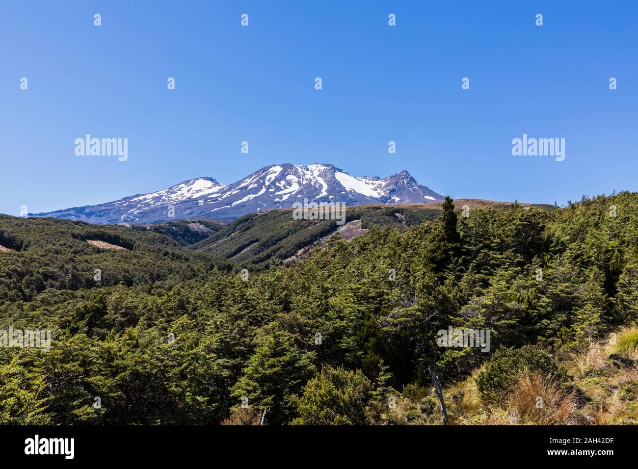 Nueva Zelanda, el norte de la isla, el bosque en frente del Monte Ruapehu volcán Foto de stock