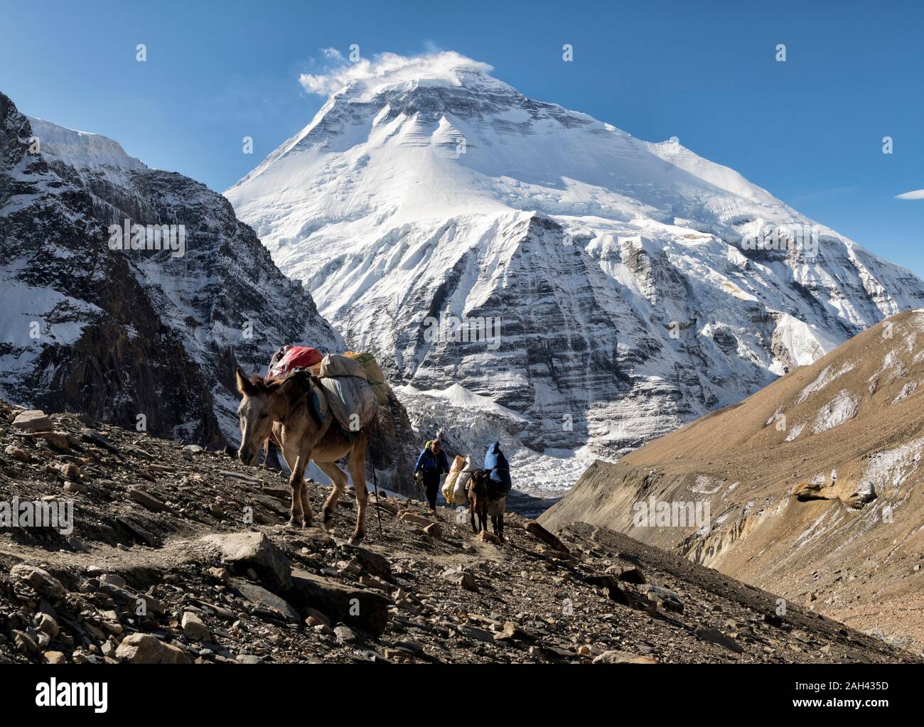 Grupo de senderismo con pack animales en Chonbarden Glaciar, Dhaulagiri, Francés Pass, Dhaulagiri Circuito Trek, Himalaya, Nepal Foto de stock
