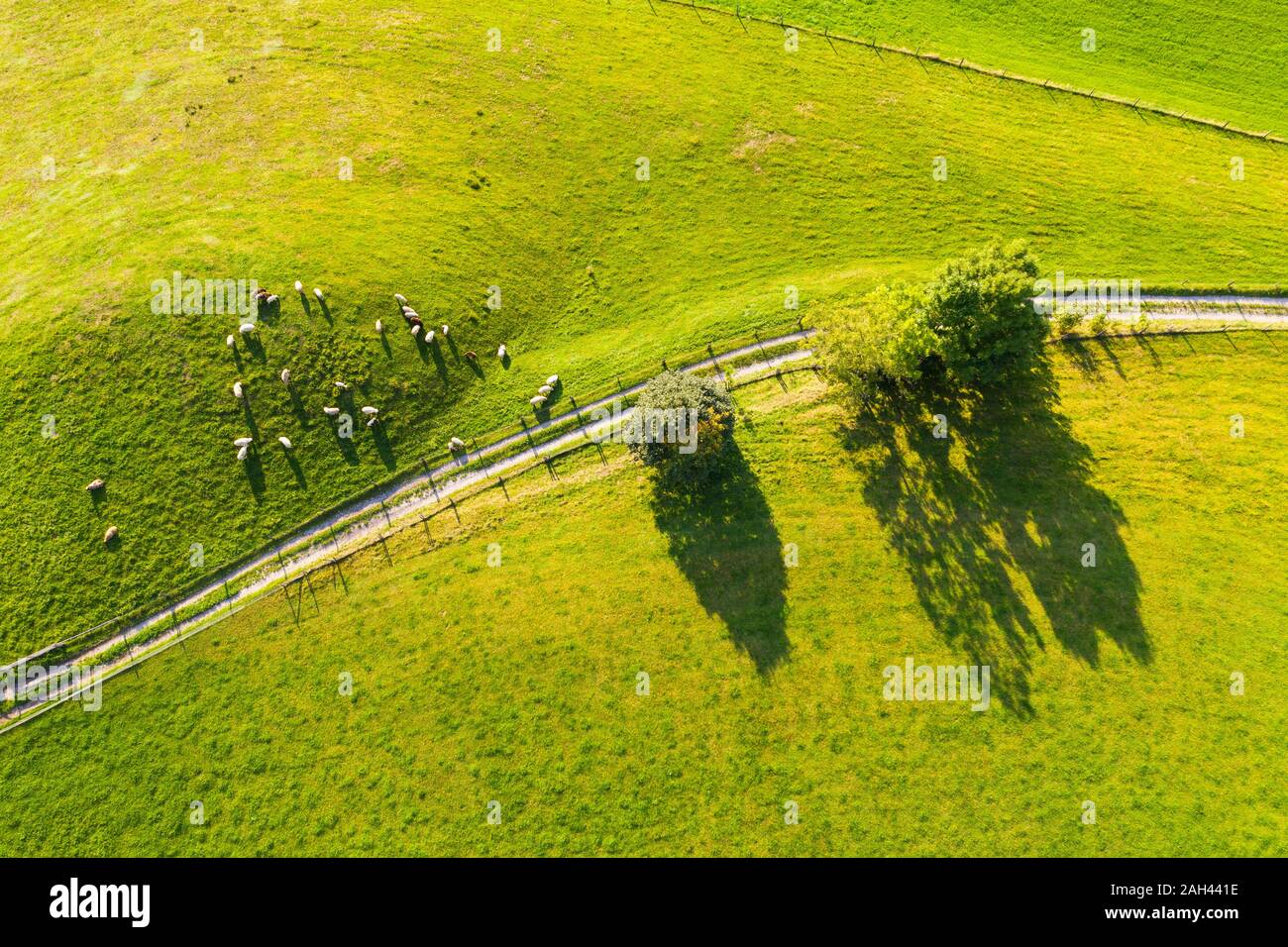Alemania, Baviera, Beuerberg, vista aérea del rebaño de ovejas que pastan en pastos junto a carretera rural Foto de stock