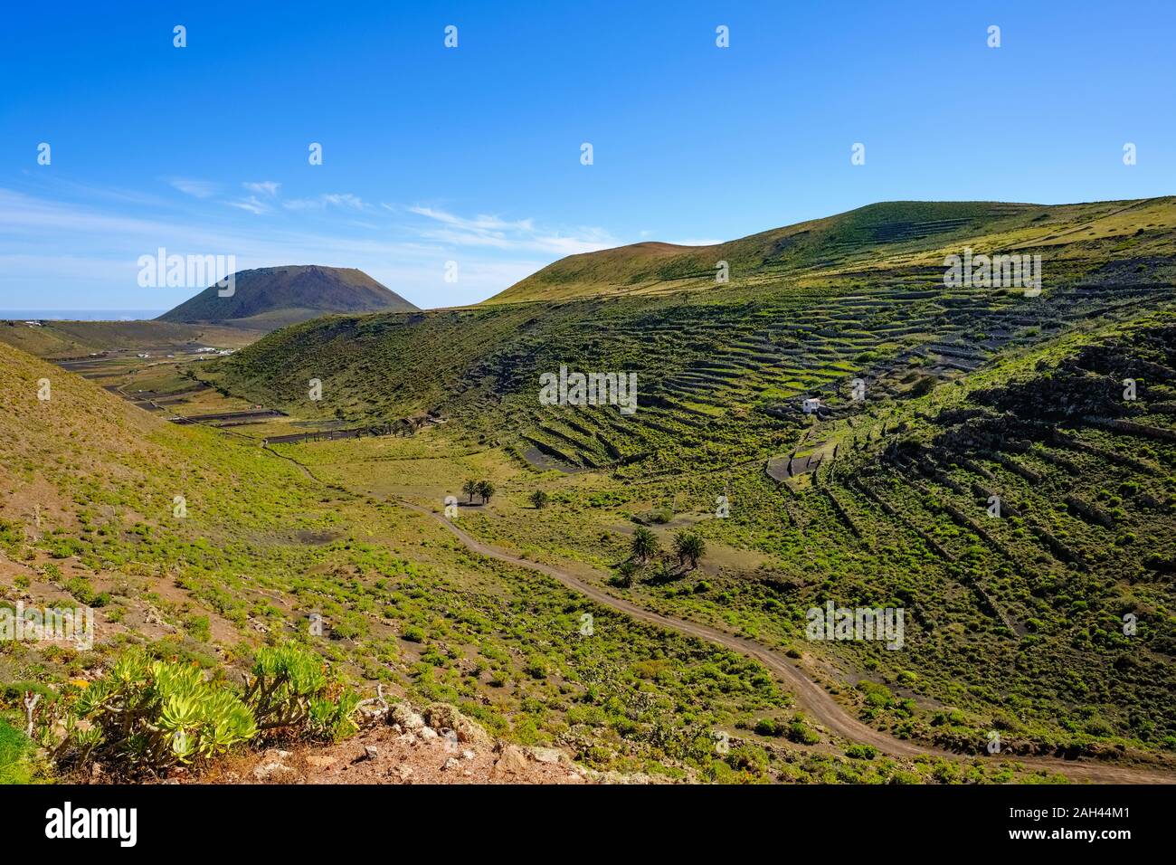 España, Islas Canarias, Guinate, camino de tierra en valle verde con campos de terrazas Foto de stock