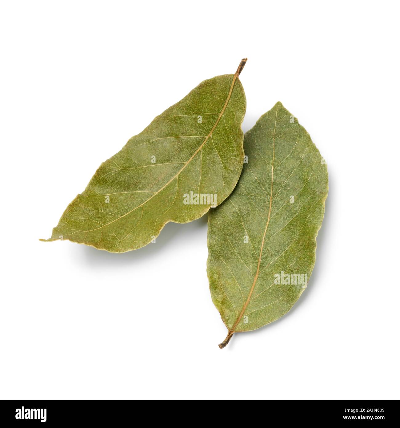 Par de hojas de laurel secas aislado sobre fondo blanco Fotografía de
