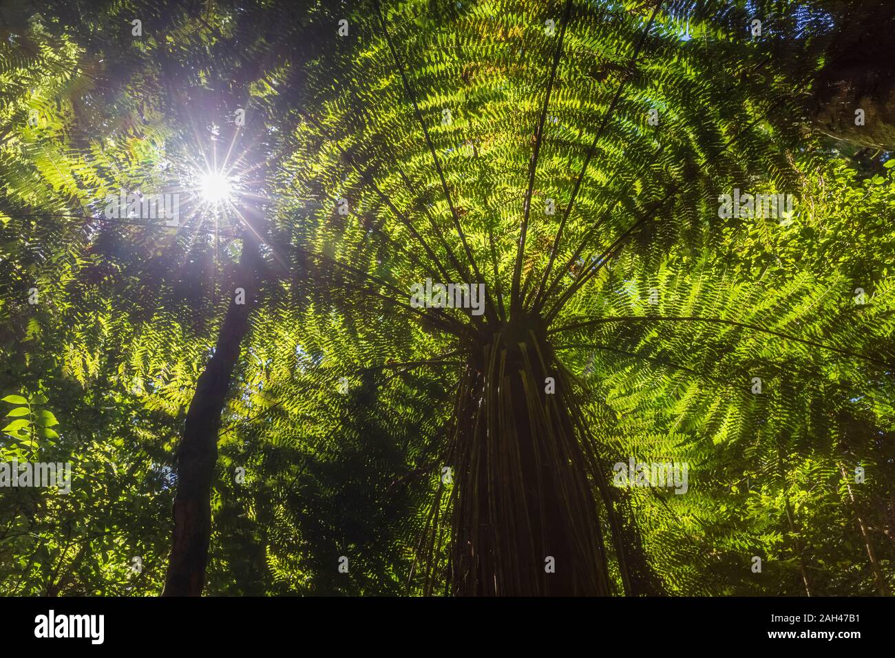 Nueva Zelanda, el norte de la isla, el sol brillaba a través de las hojas de los helechos arborescentes en Pihanga Scenic Reserve Foto de stock