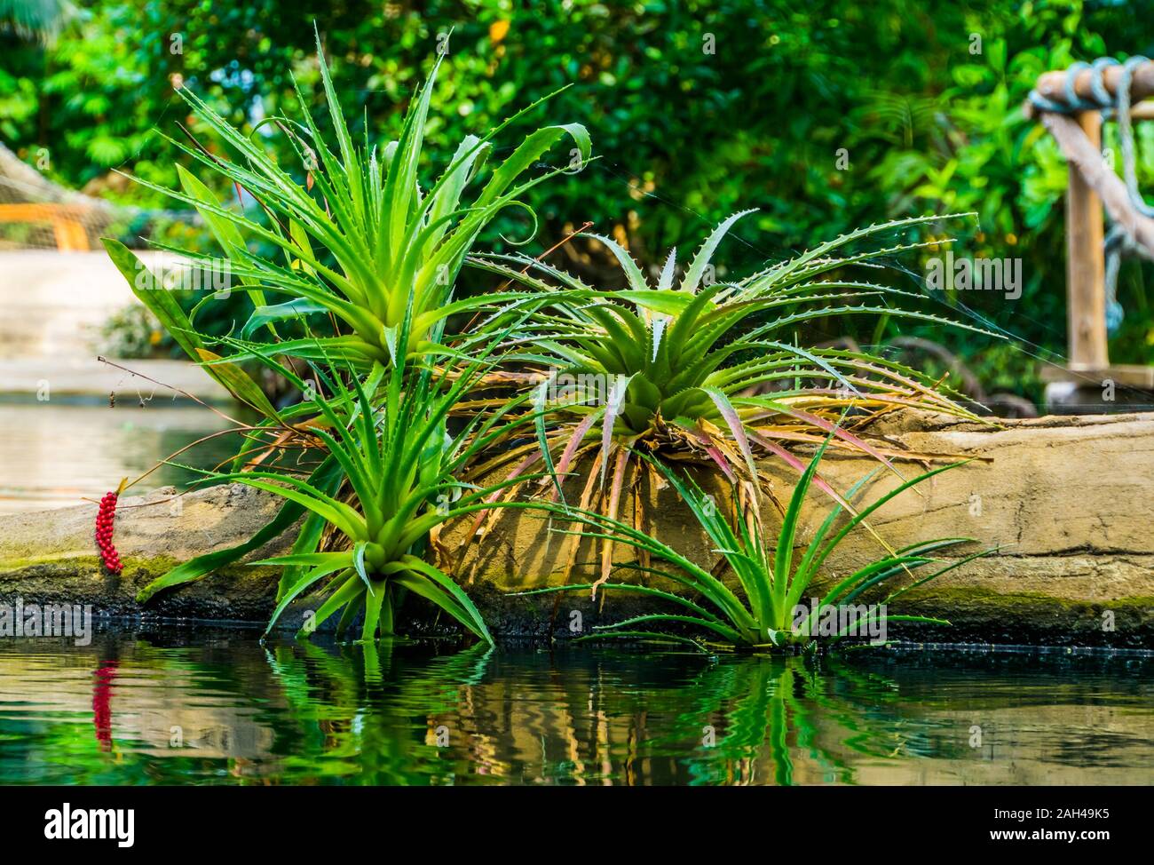 Hermosas plantas de aloe vera con agua, jardín tropical, paisajes, especie  exótica popular Fotografía de stock - Alamy