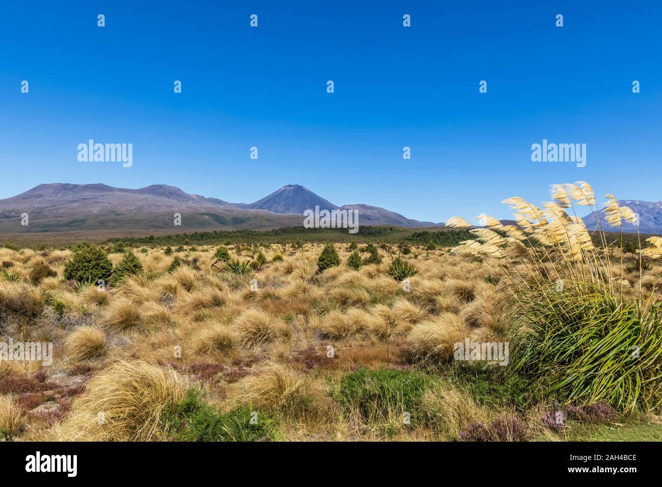 Nueva Zelanda, el norte de la isla, el azul claro del cielo sobre amarillo césped que crece en la parte delantera de los volcanes Tongariro y Ngauruhoe Foto de stock