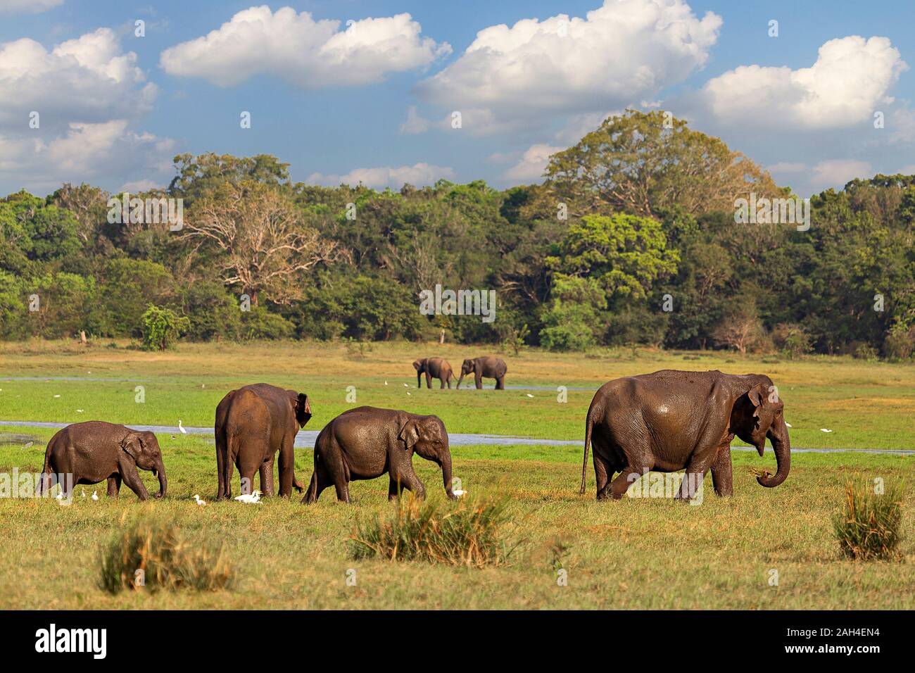 Los elefantes asiáticos en Minneriya, Sri Lanka. Foto de stock