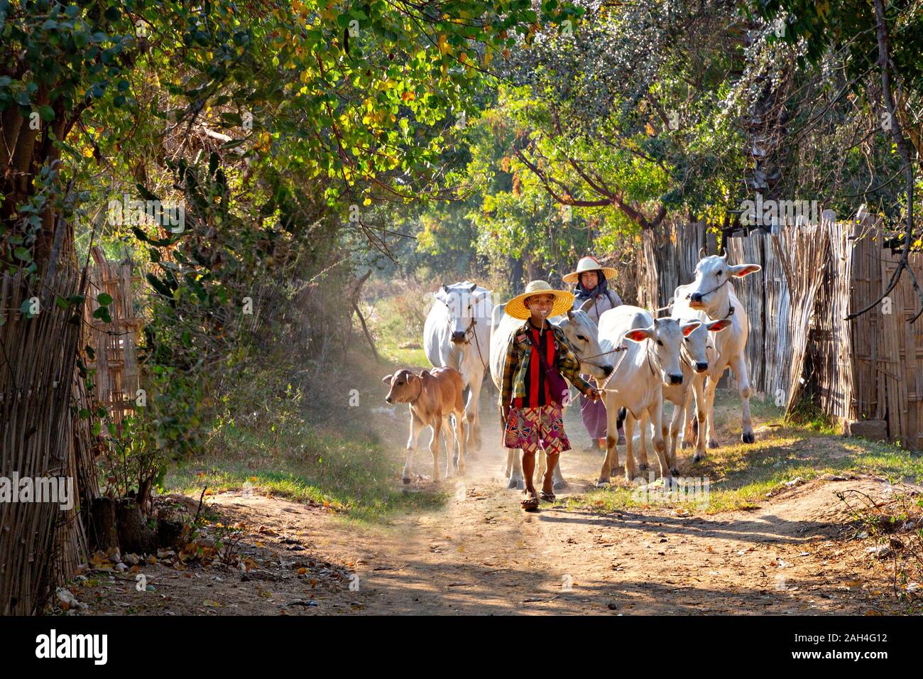 El rebaño de vacas en el village road, en Bagan, Myanmar Foto de stock