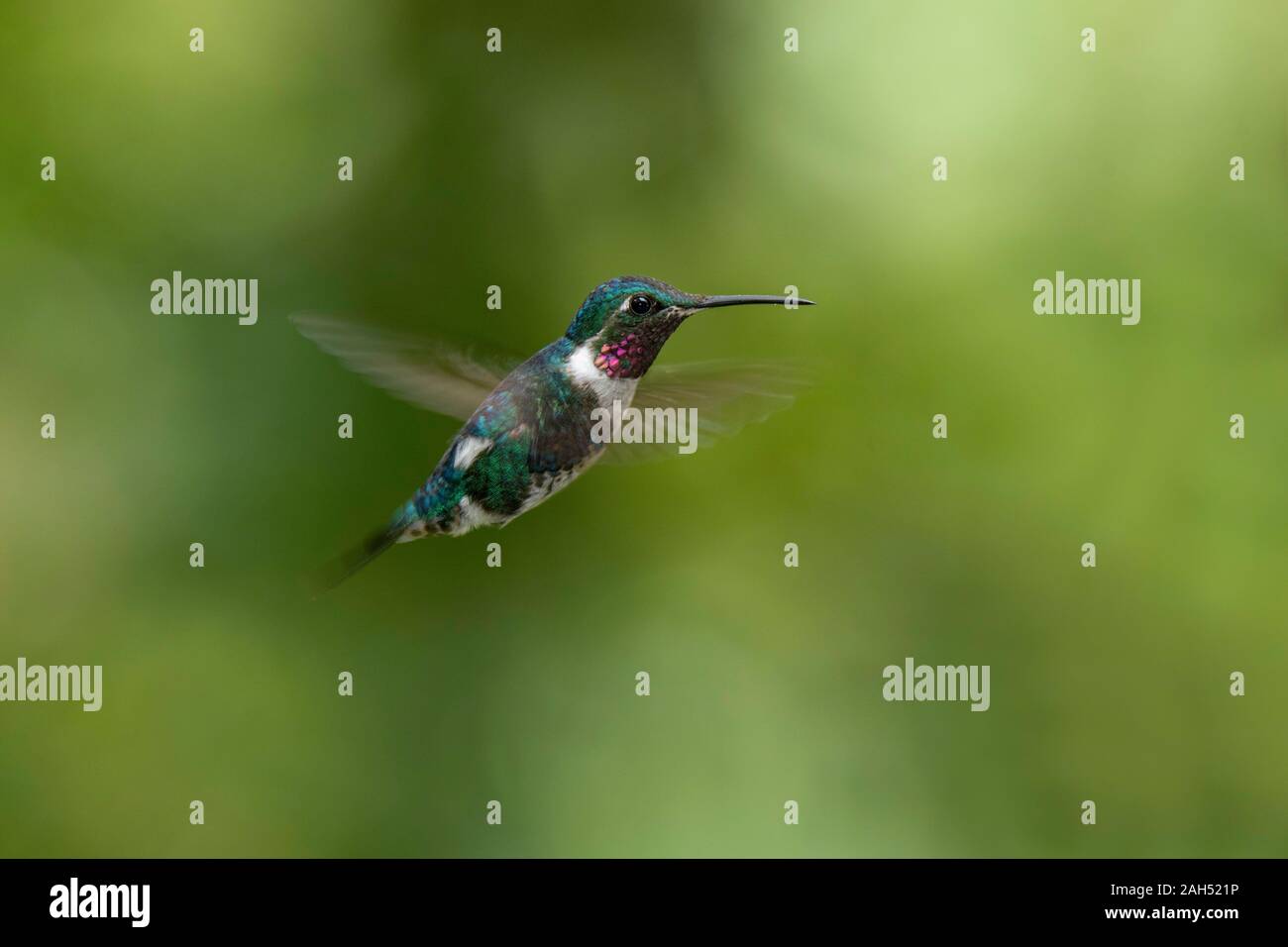 Woodstar curva blanca Chaetocercus mulsant Guango Lodge, Ecuador el 10 de diciembre de 2019 macho adulto Trochilidae Foto de stock