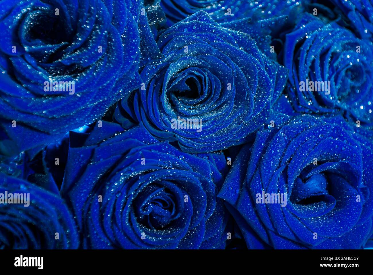 Rosas azules fotografías e imágenes de alta resolución - Alamy