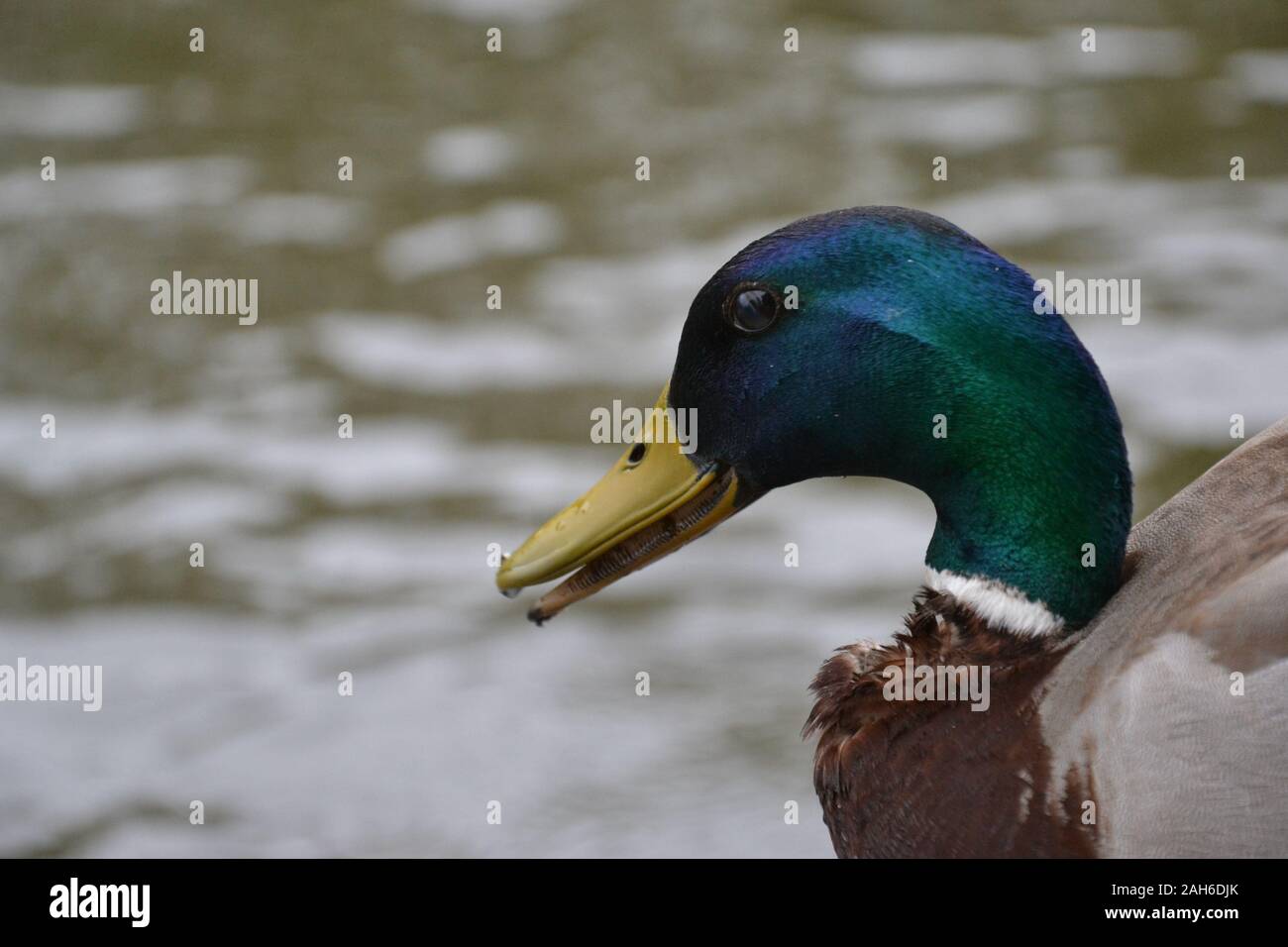 Dientes de un pato fotografías e imágenes de alta resolución - Alamy