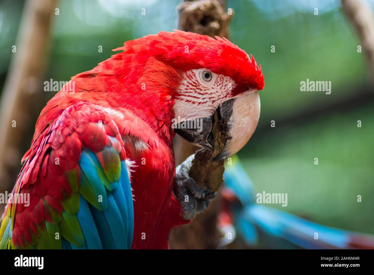 Rojo y verde o verde Guacamaya Guacamaya alado, nombre científico Ara chloropterus parrot bird en el Parque das Aves Foz do Iguaçu del estado de Paraná, Brasil, a la par de aves Foto de stock