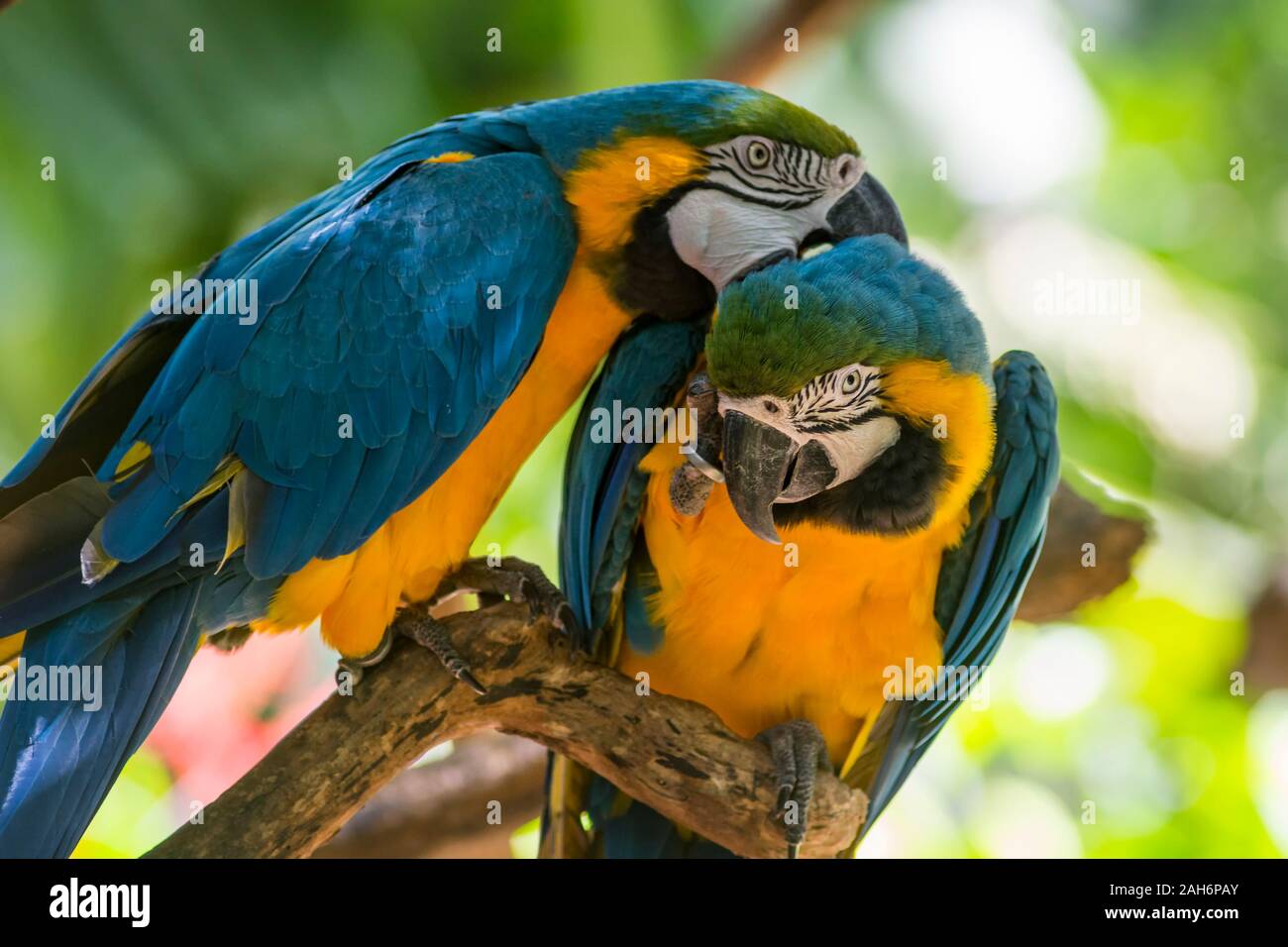 Ara ararauna, azul y amarillo de aves loros guacamayos en el Parque das Aves Foz do Iguaçu, estado de Paraná, Brasil Parque de las aves Cataratas del Iguazú Foto de stock