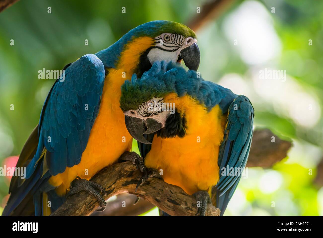 Ara ararauna, azul y amarillo de aves loros guacamayos en el Parque das Aves Foz do Iguaçu, estado de Paraná, Brasil Parque de las aves Cataratas del Iguazú Foto de stock