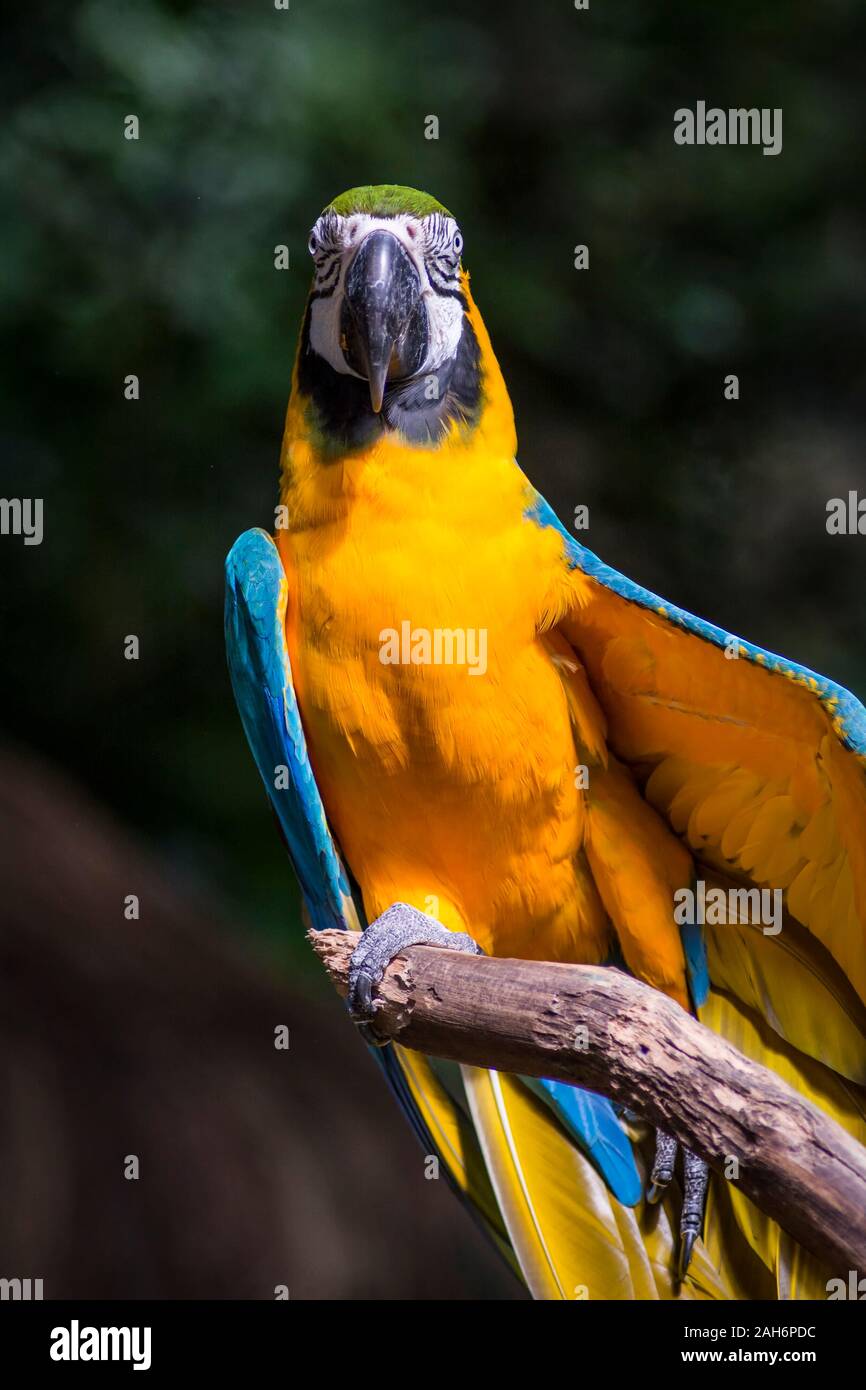 Ara ararauna, azul y amarillo de aves loros guacamayos en el Parque das Aves Foz do Iguaçu, estado de Paraná, Brasil Parque de las aves Cataratas del Iguazú Foto de stock