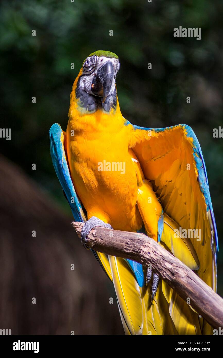 Ara ararauna, azul y amarillo de aves loros guacamayos en el Parque das Aves Foz do Iguaçu, estado de Paraná, Brasil Parque de las aves Cataratas del Iguazú Foto de stock