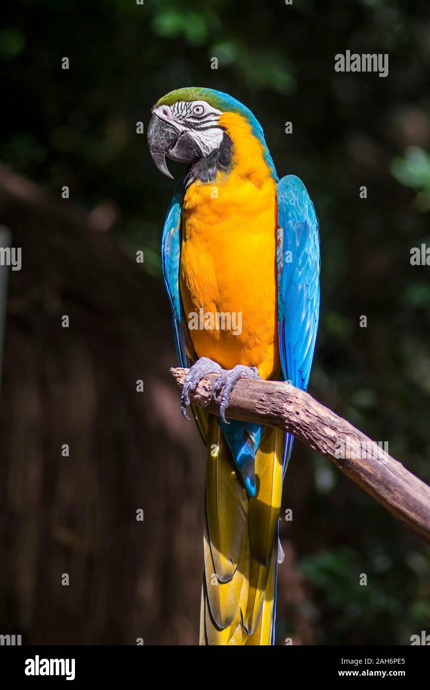 Ara ararauna, azul y amarillo de aves loros guacamayos en el Parque das Aves Foz do Iguaçu, estado de Paraná, Brasil Parque de las aves Cataratas del Iguazú Foto de stock