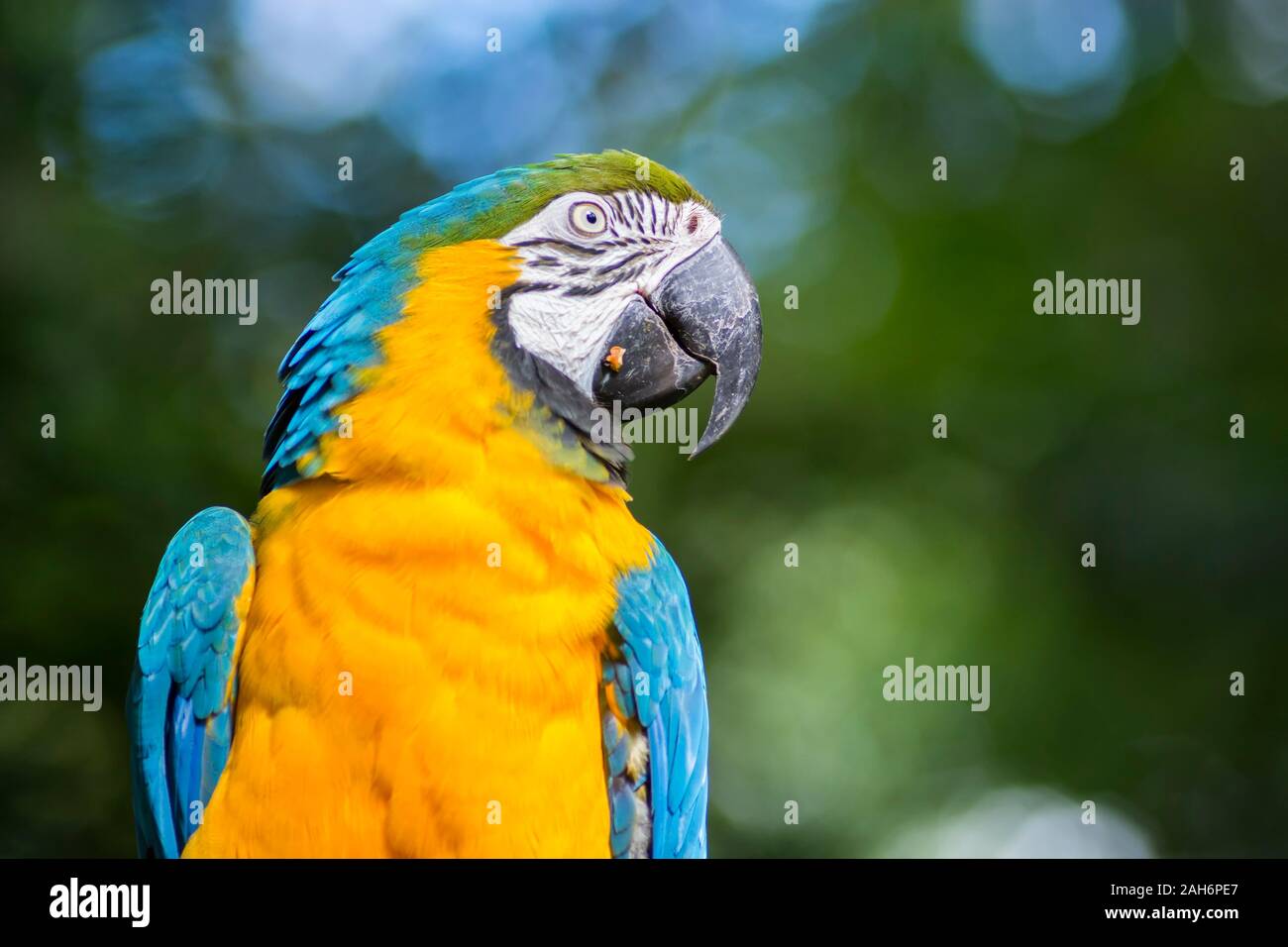 Ara ararauna, azul y amarillo de aves loros guacamayos en el Parque das Aves Foz do Iguaçu, estado de Paraná, Brasil Parque de las aves Cataratas del Iguazú Foto de stock
