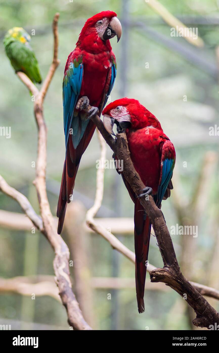 Rojo y verde o verde Guacamaya Guacamaya alado, nombre científico Ara chloropterus parrot bird en el Parque das Aves Foz do Iguaçu del estado de Paraná, Brasil, a la par de aves Foto de stock