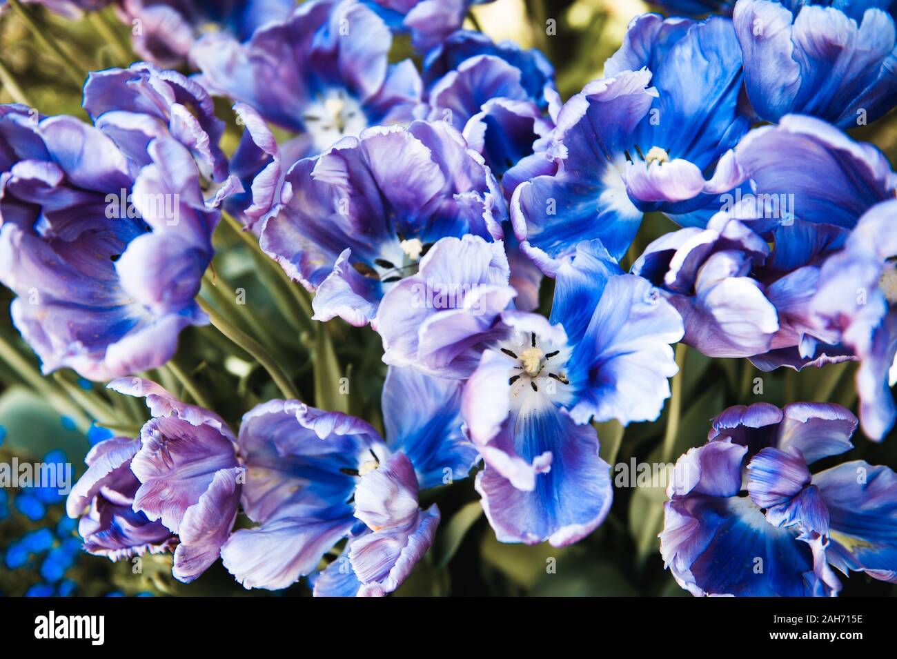 Azul Púrpura tulipanes blooming abstracto, tomadas en macro de flores ornamentales de jardín en primavera, día soleado, nadie, en horizontal. Foto de stock