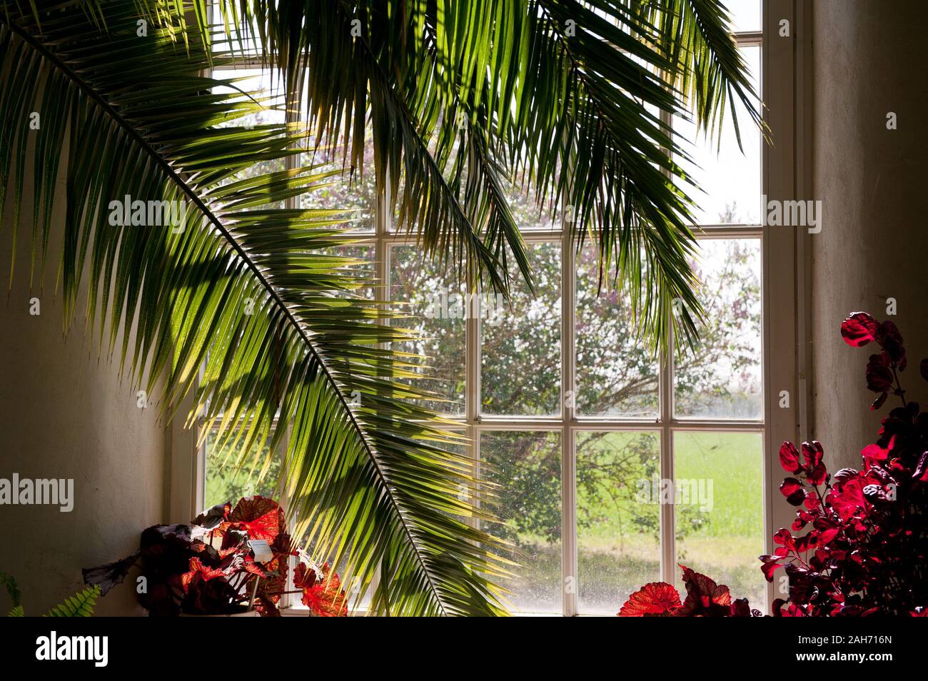 Palm en gran ventana de madera antigua, exuberantes plantas y flores en la luz del sol que entra a través de la ventana, hermoso día soleado, nadie, horizontal, RM. Foto de stock