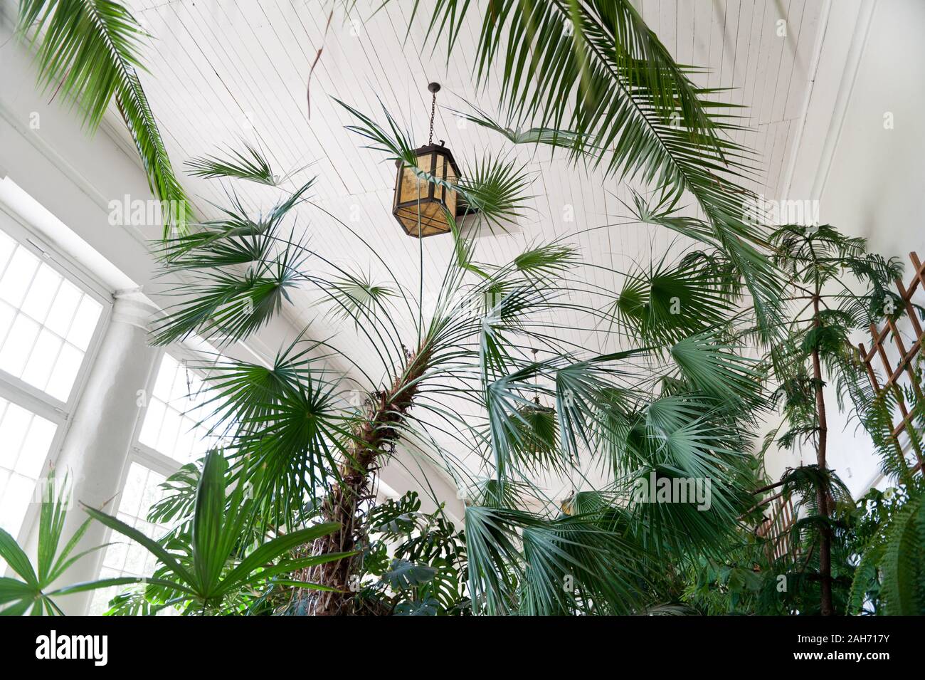 Rampante verdor en old orangery interior en Nieborów en Polonia, Europa, palmeras y diversas plantas mix en la luz del sol viene a través de ventanas, visitando a Foto de stock