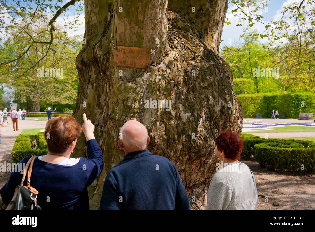 Los visitantes viendo Platanus viejo árbol enorme placa en el jardín barroco ornamental junto al Palacio del Radziwiłł en Nieborów en Polonia, Europa. Foto de stock