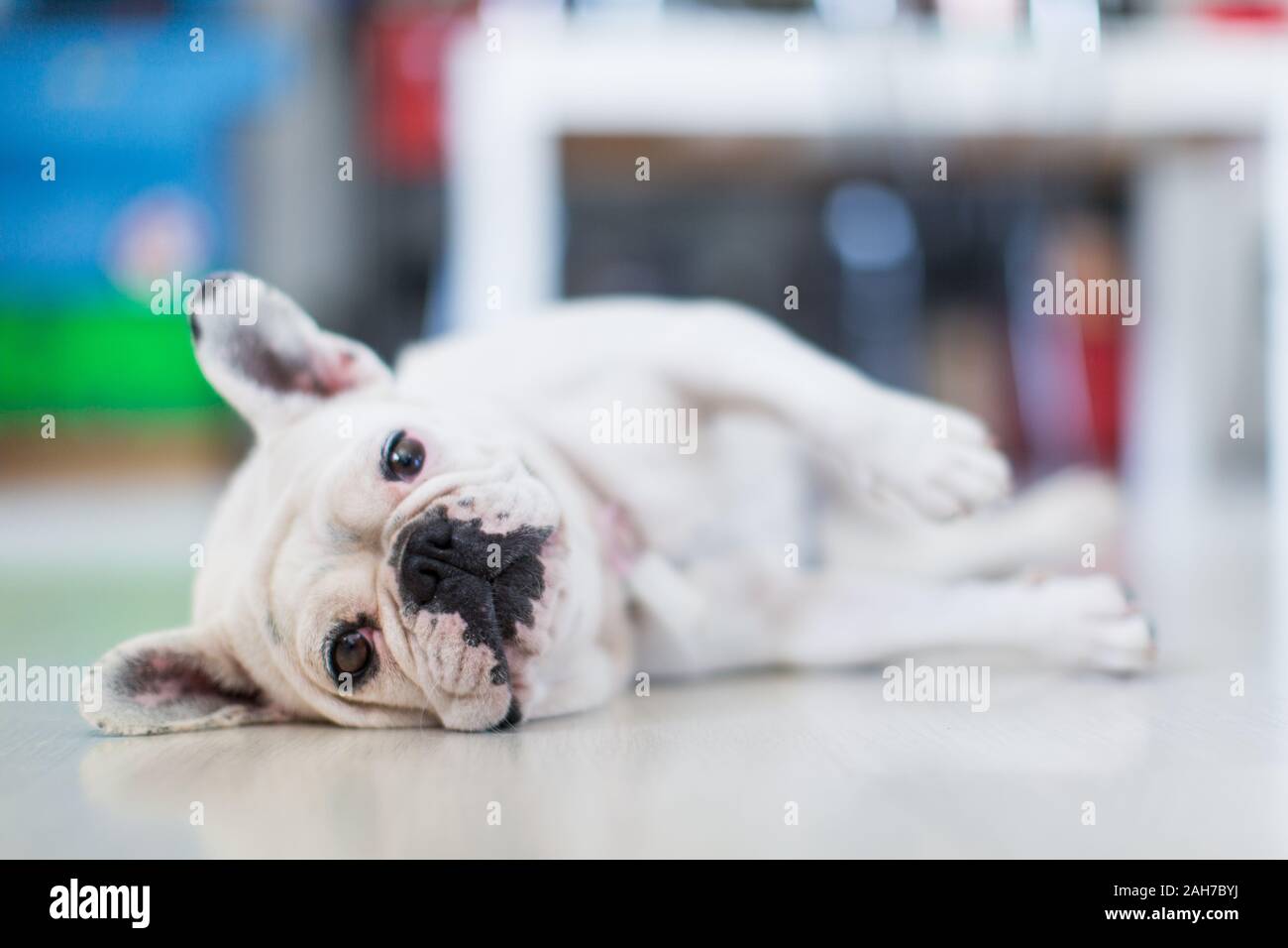 Primer plano de un bulldog francés blanco descansando en su de lado en el suelo y mirando a la cámara Foto de stock