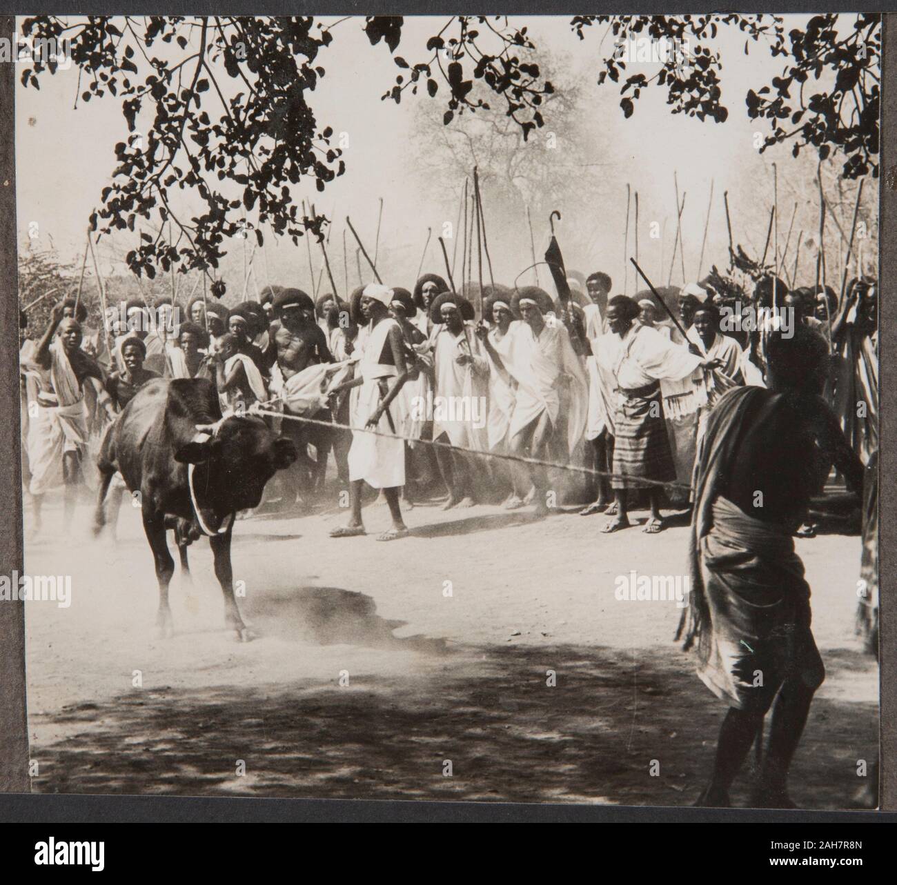 Somalia, un toro es conducido a través de un grupo de hombres portando palos, circa 1940. 2000/084/1/1/3/86. Foto de stock