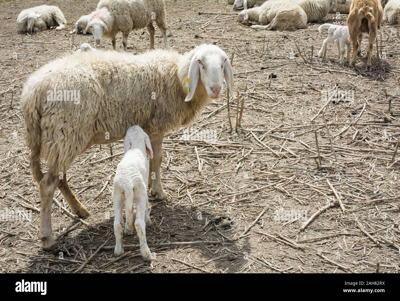 Madre oveja y su cordero en primavera, Trentino Alto Adige, norte de Italia. Oveja Madre De Cordero Foto de stock