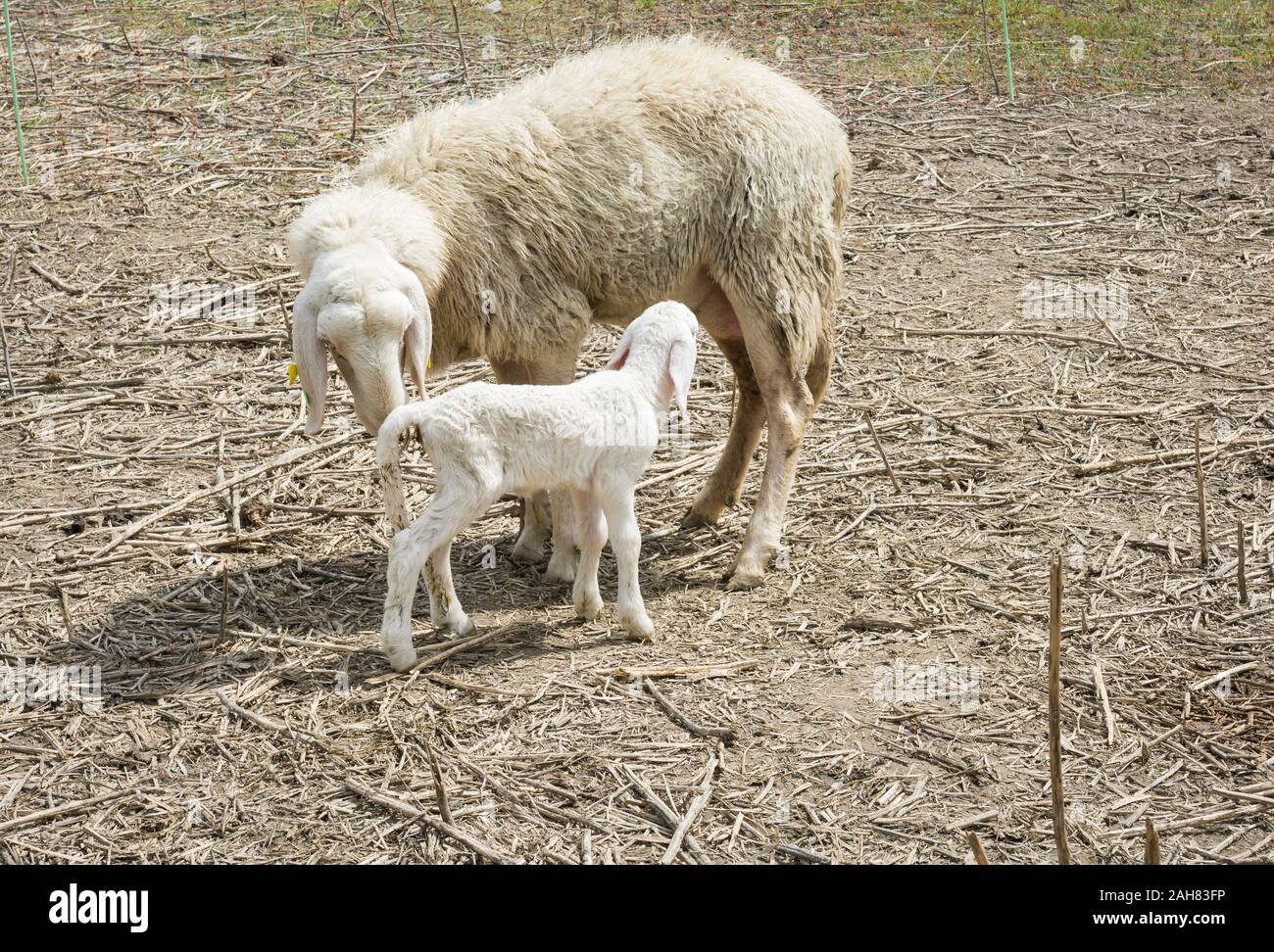 Madre oveja y su cordero en primavera, Trentino Alto Adige, norte de Italia. Oveja Madre De Cordero Foto de stock