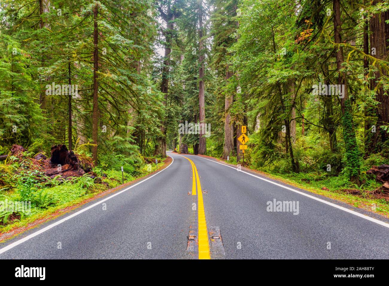 Redwood Highway en Parque Nacional Redwood California EE.UU. Foto de stock